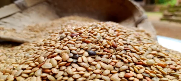 Gahat (Kulthi) - Horse Gram - Image 3