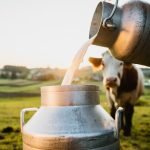 Close-up of raw milk being poured into container with cows in background